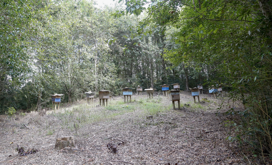Produção de mel - 04-2021 Ortigueira - Pr Gilson Abreu/AEN