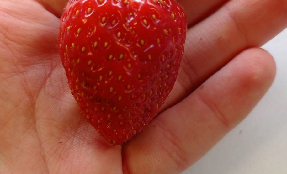 EDUCAÇÃO ESTUDANTE DE TOLEDO FINALISTAS PRÊMIO RESPOSTAS PARA O AMANHÃ