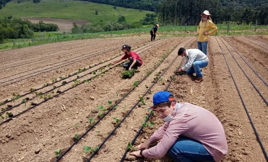 O total de 10 mil pés de morango foram plantados em duas propriedades; uma com modelo convencional e outra pelo sistema orgânico. - Foto: UEL