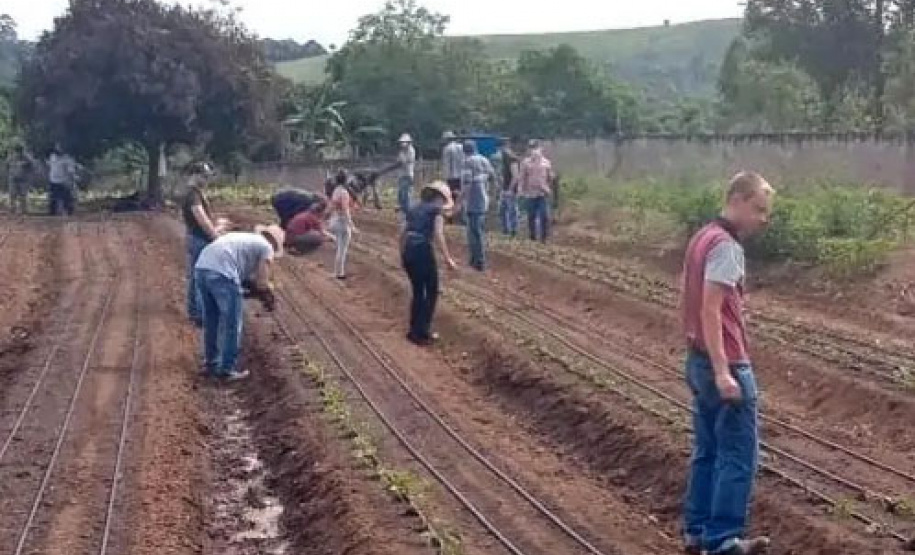 Projeto de extensão da UEL incentiva produção de morangos no Norte Pioneiro - Foto: UEL