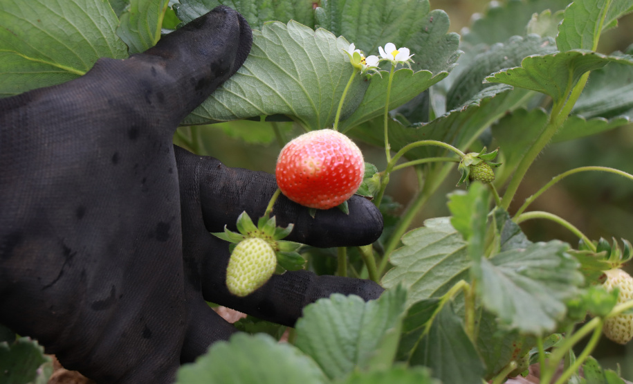 Tecpar capacita municípios do Litoral sobre certificação de orgânicos