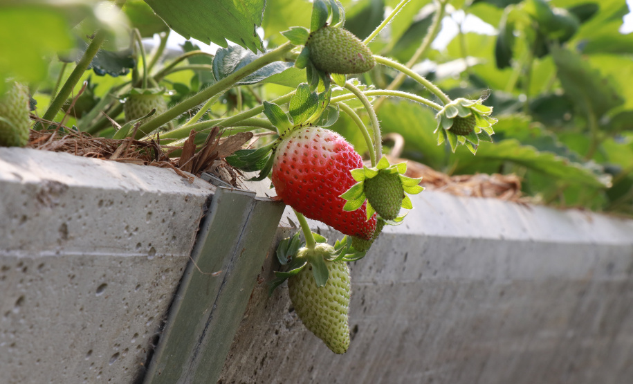 Tecpar capacita municípios do Litoral sobre certificação de orgânicos