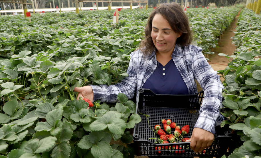 Produtora paranaense de morangos recebe prêmio de inovação no meio rural
