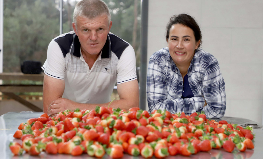 Produtora paranaense de morangos recebe prêmio de inovação no meio rural