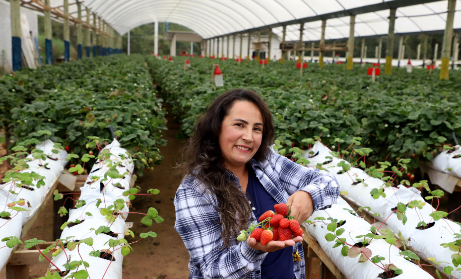 Produtora paranaense de morangos recebe prêmio de inovação no meio rural