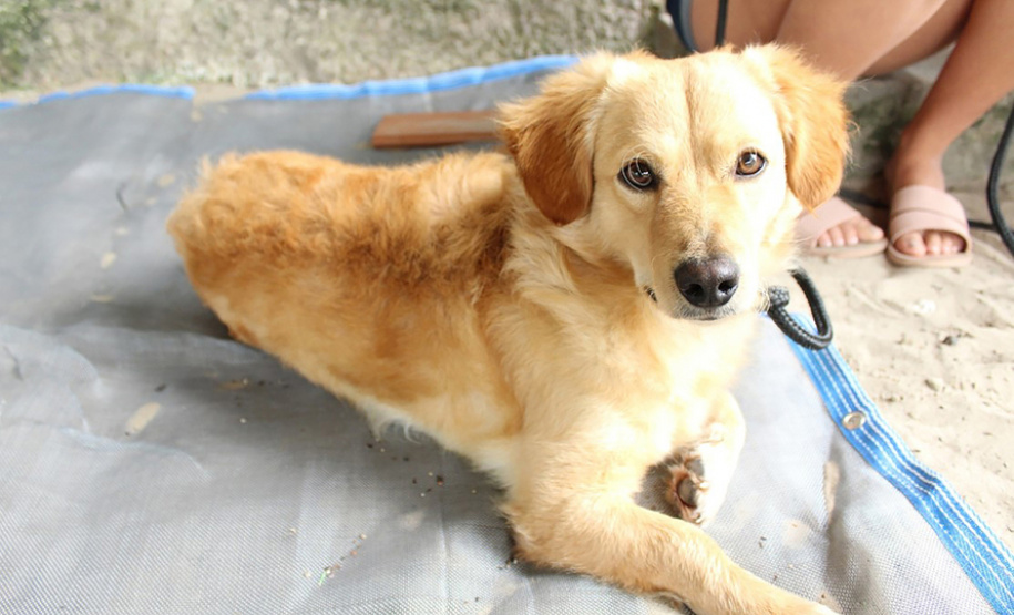 Governo do Paraná esterilizou 1.418 animais em sete cidades em novembro