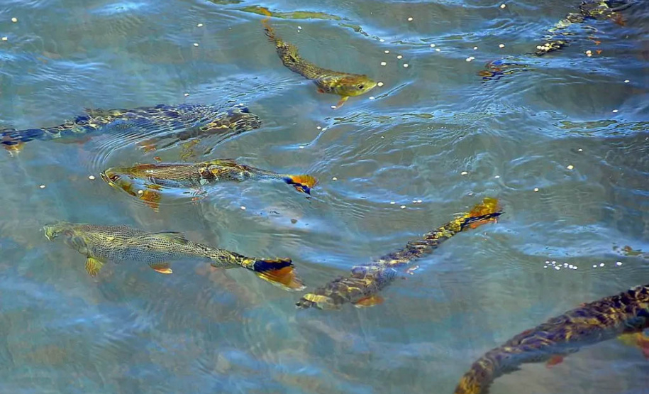 Doutorando Armando César Rodrigues, pesquisador e biólogo Mario Luis Orsi (ao centro), biólogo colaborador Matheus Chueire Luiz. - Londrina,