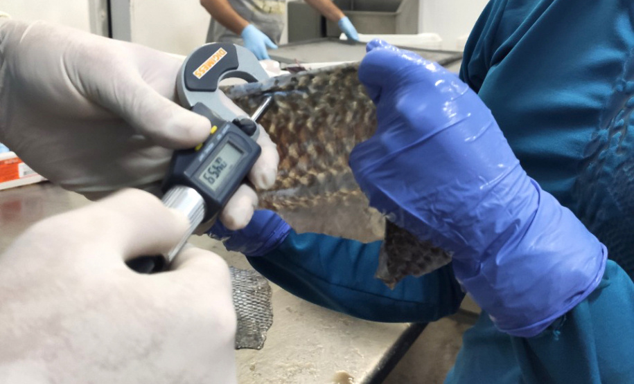 UEM desenvolve estudo de melhoria genética da pele do peixe proporcionando o aumento das fibras colágenas