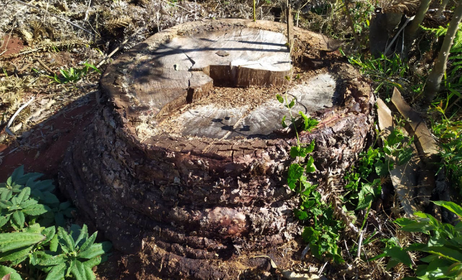 IAT divulga balanço de força tarefa no Sul do Estado - Foto: IAT