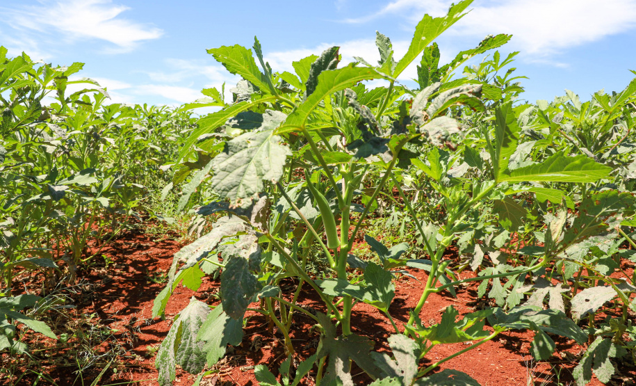Estimulada por Uraí, no Norte, produção de quiabo começa a se expandir no Estado