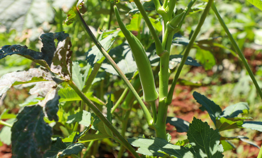 Estimulada por Uraí, no Norte, produção de quiabo começa a se expandir no Estado