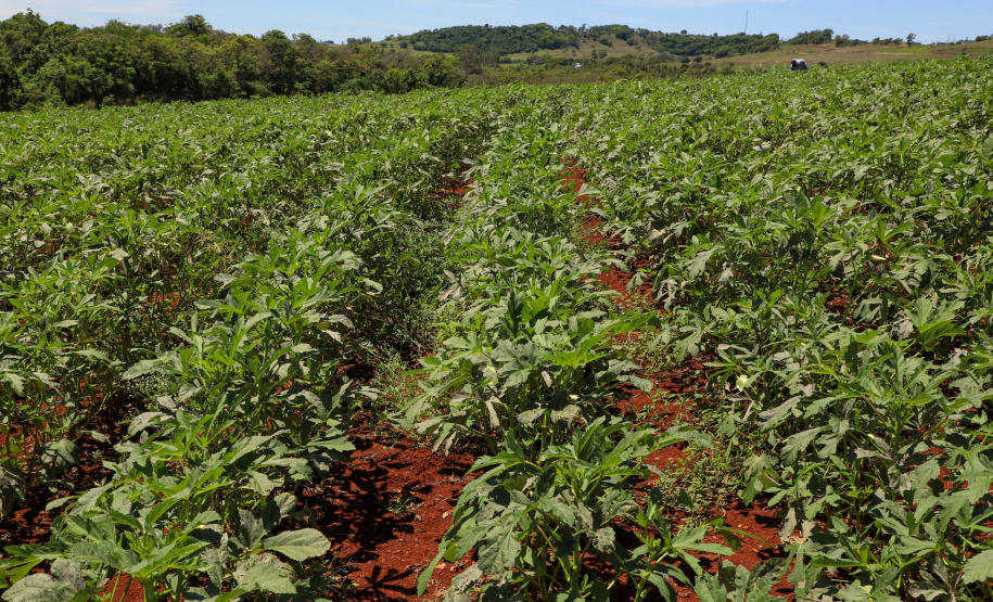 Estimulada por Uraí, no Norte, produção de quiabo começa a se expandir no Estado