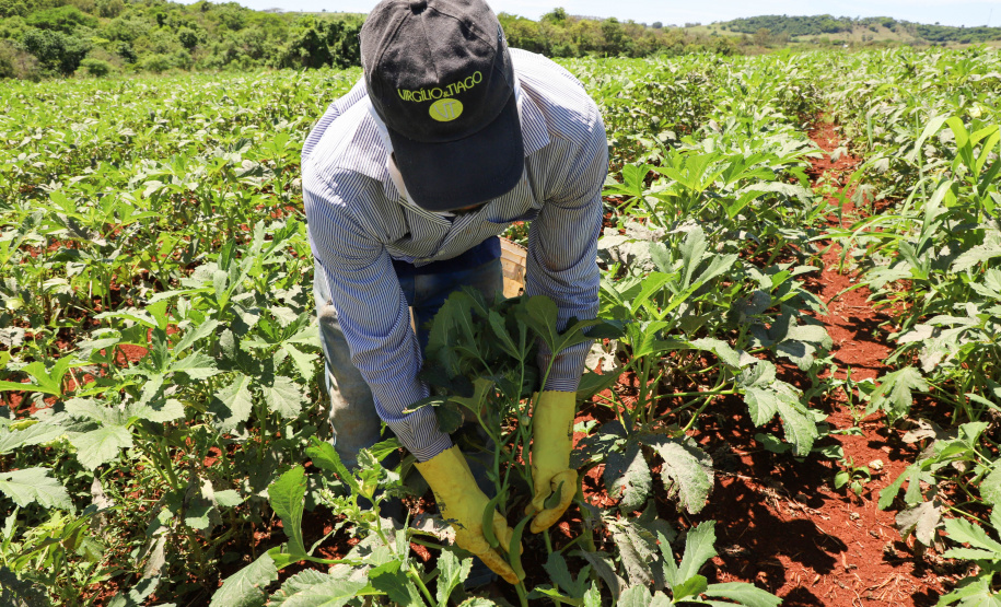 Estimulada por Uraí, no Norte, produção de quiabo começa a se expandir no Estado