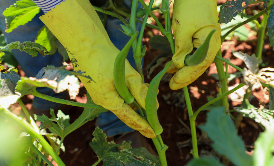 Estimulada por Uraí, no Norte, produção de quiabo começa a se expandir no Estado