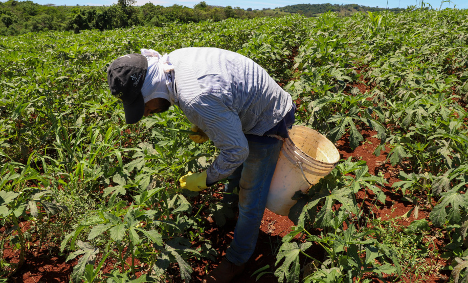 Estimulada por Uraí, no Norte, produção de quiabo começa a se expandir no Estado