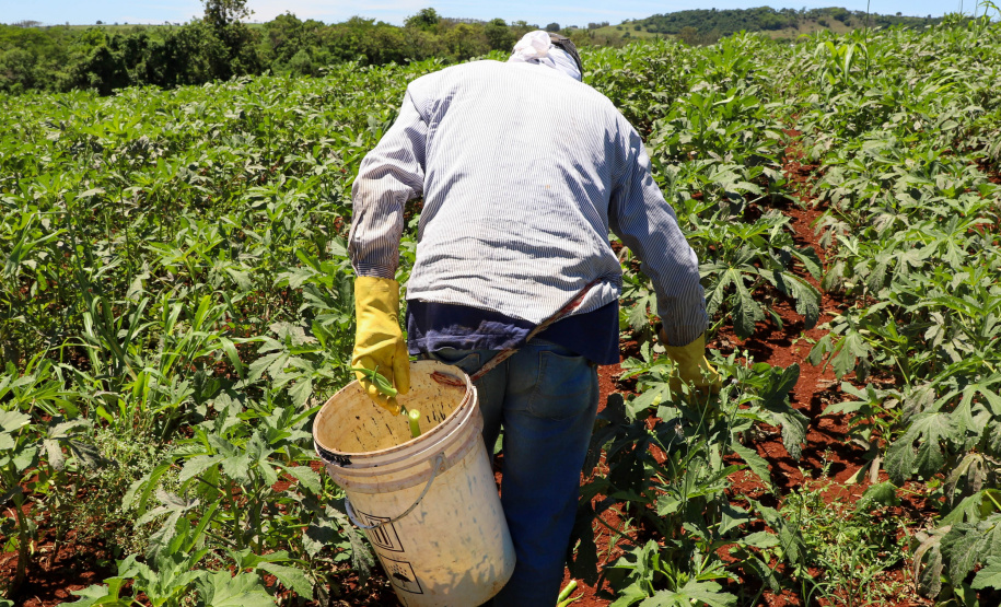 Estimulada por Uraí, no Norte, produção de quiabo começa a se expandir no Estado
