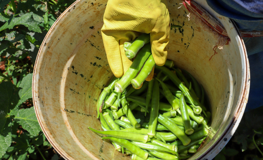 Estimulada por Uraí, no Norte, produção de quiabo começa a se expandir no Estado