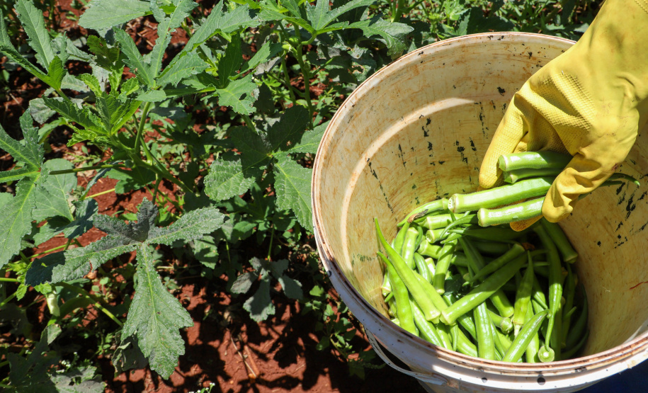 Estimulada por Uraí, no Norte, produção de quiabo começa a se expandir no Estado