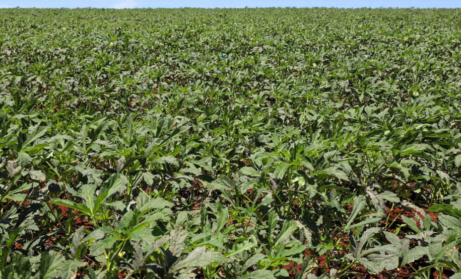 Estimulada por Uraí, no Norte, produção de quiabo começa a se expandir no Estado