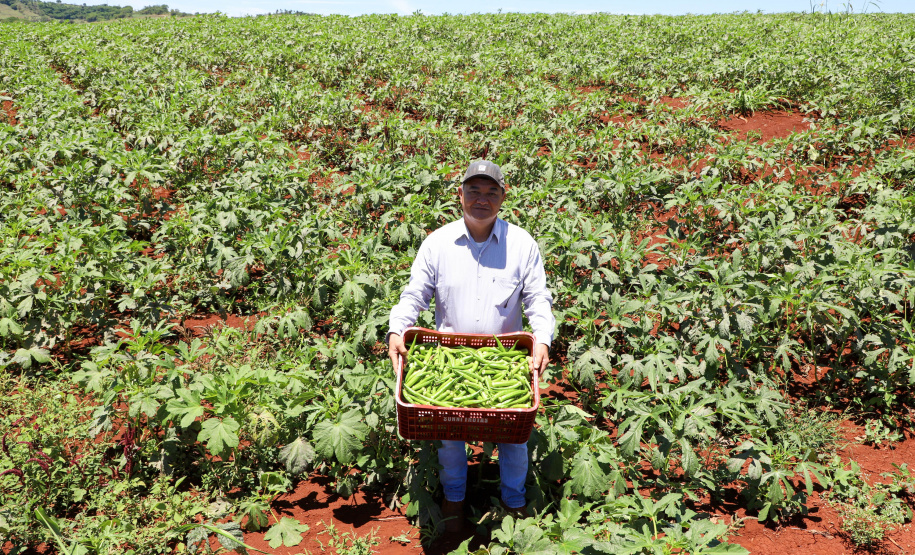 Estimulada por Uraí, no Norte, produção de quiabo começa a se expandir no Estado