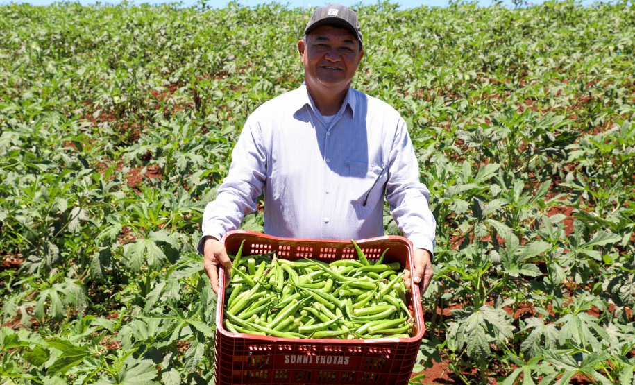 Estimulada por Uraí, no Norte, produção de quiabo começa a se expandir no Estado