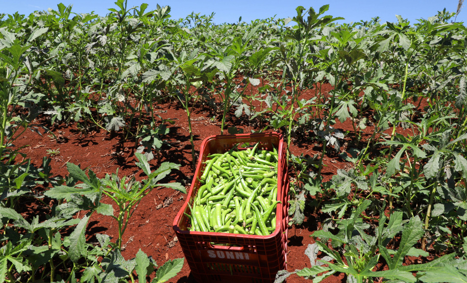 Estimulada por Uraí, no Norte, produção de quiabo começa a se expandir no Estado