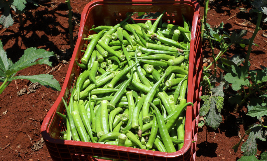 Estimulada por Uraí, no Norte, produção de quiabo começa a se expandir no Estado