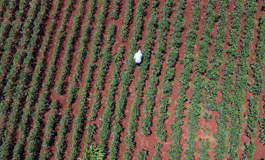 Estimulada por Uraí, no Norte, produção de quiabo começa a se expandir no Estado