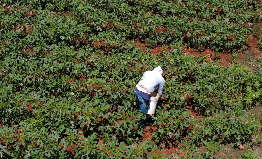 Estimulada por Uraí, no Norte, produção de quiabo começa a se expandir no Estado