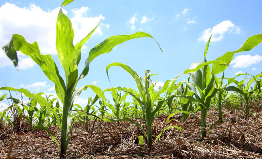 As condições climáticas favoráveis possibilitaram que os produtores paranaenses de milho encerrassem o plantio da primeira safra 2021/22 nesta semana, com a lavoura apresentando bom desenvolvimento. Esse é um dos assuntos abordados no Boletim de Conjuntura Agropecuária referente ao período de 05 a 11 de novembro. Foto: José Fernando Ogura/AEN