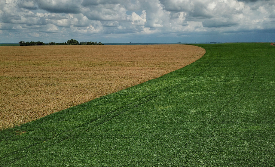 As condições climáticas favoráveis possibilitaram que os produtores paranaenses de milho encerrassem o plantio da primeira safra 2021/22 nesta semana, com a lavoura apresentando bom desenvolvimento. Esse é um dos assuntos abordados no Boletim de Conjuntura Agropecuária referente ao período de 05 a 11 de novembro. Foto: José Fernando Ogura/AEN