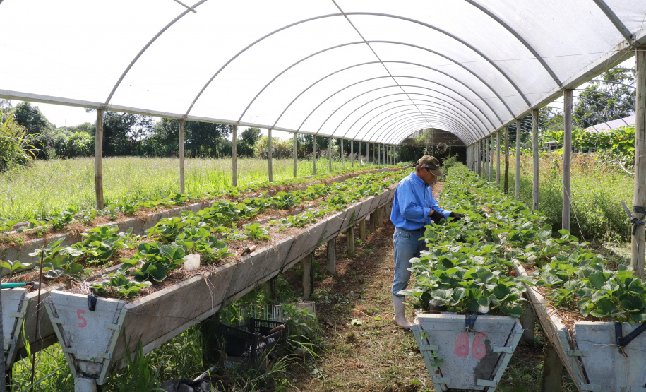 Tecpar capacita municípios do Litoral sobre certificação de orgânicos