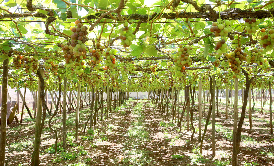 Marialva, plantação de uvas. Marialva,11/10/2019 Foto:jaelson Lucas / AEN