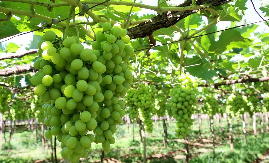 Marialva, plantação de uvas. Marialva,11/10/2019 Foto:jaelson Lucas / AEN