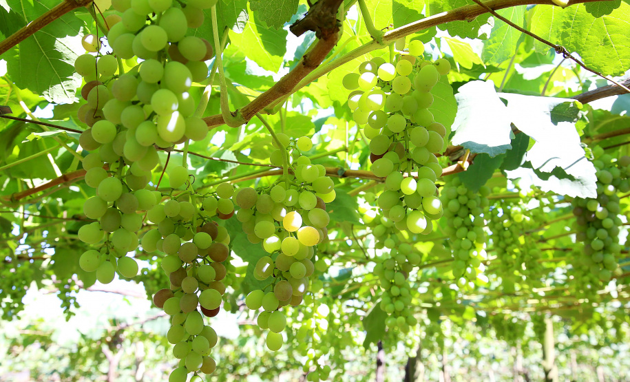Fruticultura teve pouco impacto nos índices de inflação, aponta boletim