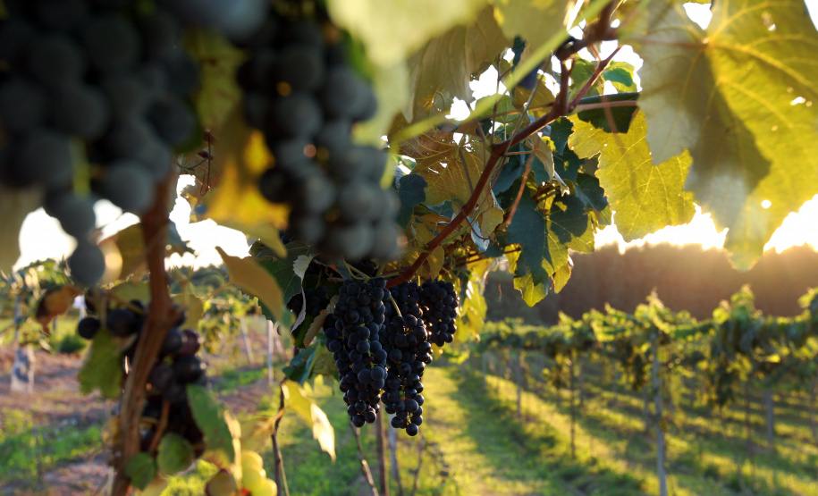 Plantação de uva. Foto: Gilson Abreu/AEN