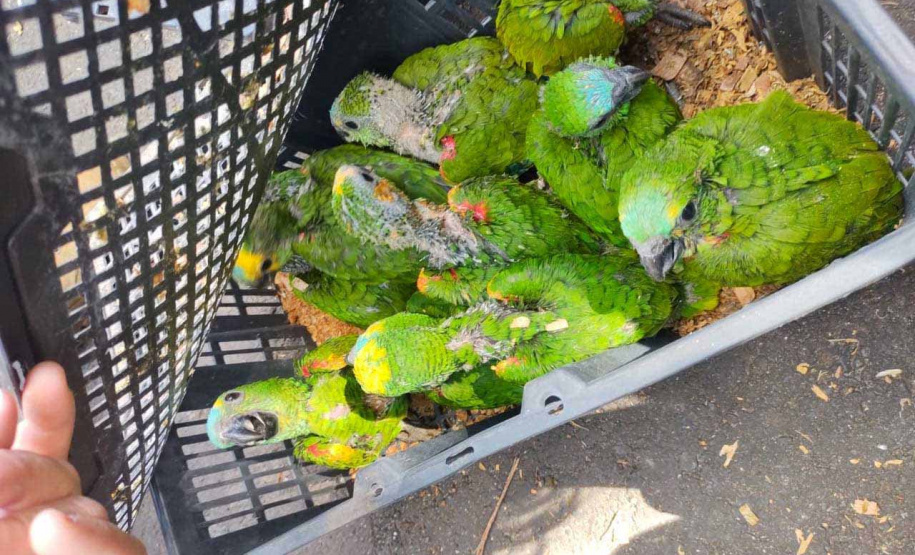 O Centro de Triagem de Animais Silvestres (CETAS) Campos Gerais, instituição parceira do Instituto Água e Terra (IAT) no atendimento a animais silvestres, abriga mais de 50 psitacídeos (papagaio-verdadeiro e periquito-rico) apreendidos durante uma fiscalização na BR-373, em Ponta Grossa, nos Campos Gerais. -  Curitiba, 30/11/2021 - Foto: Instituto Klimionte