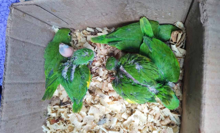 O Centro de Triagem de Animais Silvestres (CETAS) Campos Gerais, instituição parceira do Instituto Água e Terra (IAT) no atendimento a animais silvestres, abriga mais de 50 psitacídeos (papagaio-verdadeiro e periquito-rico) apreendidos durante uma fiscalização na BR-373, em Ponta Grossa, nos Campos Gerais. -  Curitiba, 30/11/2021 - Foto: Instituto Klimionte