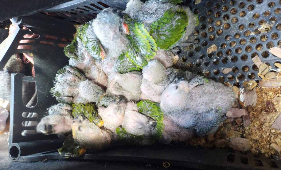 O Centro de Triagem de Animais Silvestres (CETAS) Campos Gerais, instituição parceira do Instituto Água e Terra (IAT) no atendimento a animais silvestres, abriga mais de 50 psitacídeos (papagaio-verdadeiro e periquito-rico) apreendidos durante uma fiscalização na BR-373, em Ponta Grossa, nos Campos Gerais. -  Curitiba, 30/11/2021 - Foto: Instituto Klimionte