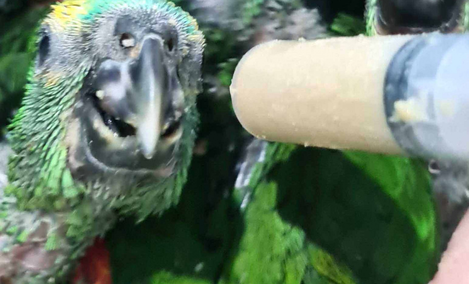 O Centro de Triagem de Animais Silvestres (CETAS) Campos Gerais, instituição parceira do Instituto Água e Terra (IAT) no atendimento a animais silvestres, abriga mais de 50 psitacídeos (papagaio-verdadeiro e periquito-rico) apreendidos durante uma fiscalização na BR-373, em Ponta Grossa, nos Campos Gerais. -  Curitiba, 30/11/2021 - Foto: Instituto Klimionte