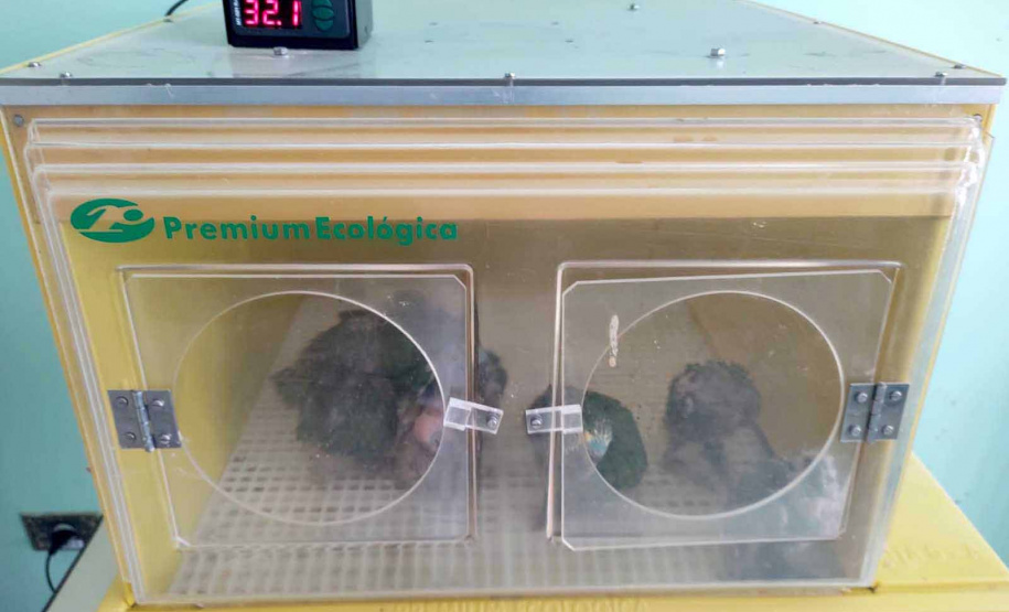 O Centro de Triagem de Animais Silvestres (CETAS) Campos Gerais, instituição parceira do Instituto Água e Terra (IAT) no atendimento a animais silvestres, abriga mais de 50 psitacídeos (papagaio-verdadeiro e periquito-rico) apreendidos durante uma fiscalização na BR-373, em Ponta Grossa, nos Campos Gerais. -  Curitiba, 30/11/2021 - Foto: Instituto Klimionte