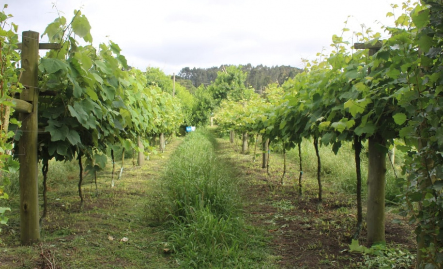 O investimento em pesquisa, em assistência técnica e extensão rural está colaborando para tornar a Lapa referência na fruticultura. A Estação Experimental do Instituto de Desenvolvimento Rural do Paraná Iapar-Emater (IDR-Paraná) no município alia tecnologia a boas práticas, e agora busca fortalecer o laço com outras cidades para incentivar a produção regional.Foto: Gisele Barão/SEAB