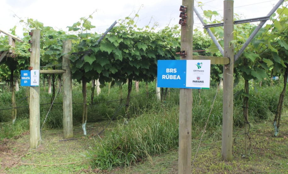O investimento em pesquisa, em assistência técnica e extensão rural está colaborando para tornar a Lapa referência na fruticultura. A Estação Experimental do Instituto de Desenvolvimento Rural do Paraná Iapar-Emater (IDR-Paraná) no município alia tecnologia a boas práticas, e agora busca fortalecer o laço com outras cidades para incentivar a produção regional.Foto: Gisele Barão/SEAB