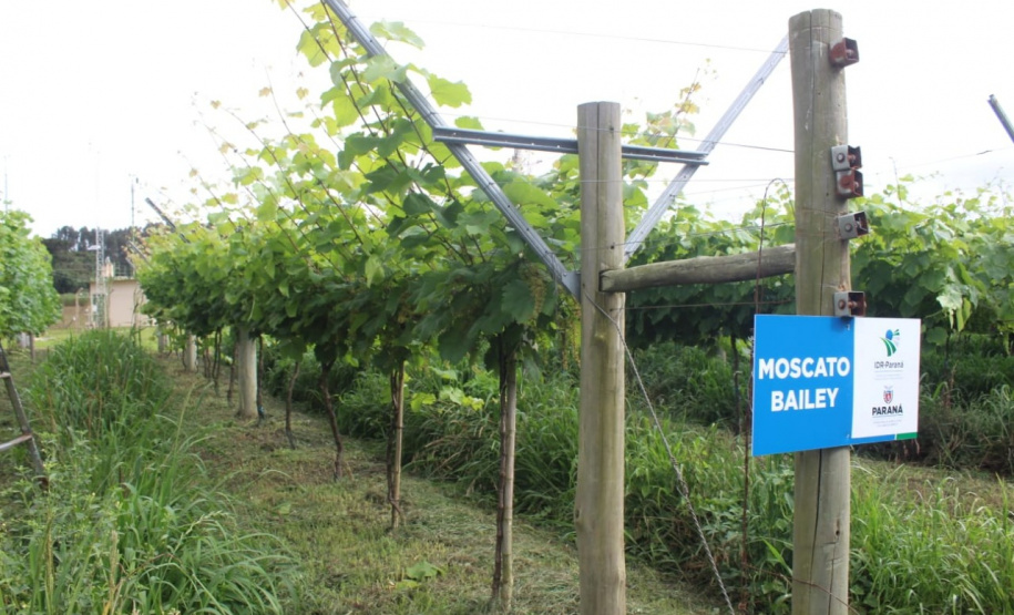 O investimento em pesquisa, em assistência técnica e extensão rural está colaborando para tornar a Lapa referência na fruticultura. A Estação Experimental do Instituto de Desenvolvimento Rural do Paraná Iapar-Emater (IDR-Paraná) no município alia tecnologia a boas práticas, e agora busca fortalecer o laço com outras cidades para incentivar a produção regional.Foto: Gisele Barão/SEAB