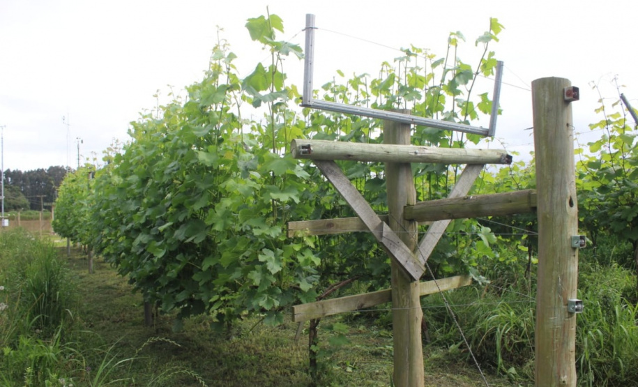 O investimento em pesquisa, em assistência técnica e extensão rural está colaborando para tornar a Lapa referência na fruticultura. A Estação Experimental do Instituto de Desenvolvimento Rural do Paraná Iapar-Emater (IDR-Paraná) no município alia tecnologia a boas práticas, e agora busca fortalecer o laço com outras cidades para incentivar a produção regional.Foto: Gisele Barão/SEAB