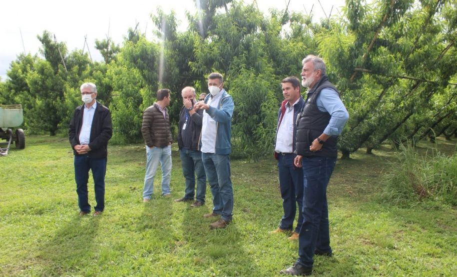 O investimento em pesquisa, em assistência técnica e extensão rural está colaborando para tornar a Lapa referência na fruticultura. A Estação Experimental do Instituto de Desenvolvimento Rural do Paraná Iapar-Emater (IDR-Paraná) no município alia tecnologia a boas práticas, e agora busca fortalecer o laço com outras cidades para incentivar a produção regional.Foto: Gisele Barão/SEAB