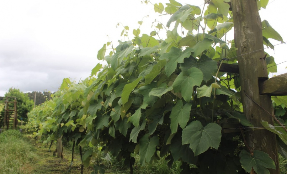 O investimento em pesquisa, em assistência técnica e extensão rural está colaborando para tornar a Lapa referência na fruticultura. A Estação Experimental do Instituto de Desenvolvimento Rural do Paraná Iapar-Emater (IDR-Paraná) no município alia tecnologia a boas práticas, e agora busca fortalecer o laço com outras cidades para incentivar a produção regional.Foto: Gisele Barão/SEAB
