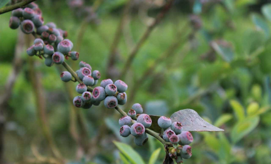 O investimento em pesquisa, em assistência técnica e extensão rural está colaborando para tornar a Lapa referência na fruticultura. A Estação Experimental do Instituto de Desenvolvimento Rural do Paraná Iapar-Emater (IDR-Paraná) no município alia tecnologia a boas práticas, e agora busca fortalecer o laço com outras cidades para incentivar a produção regional.Foto: Gisele Barão/SEAB