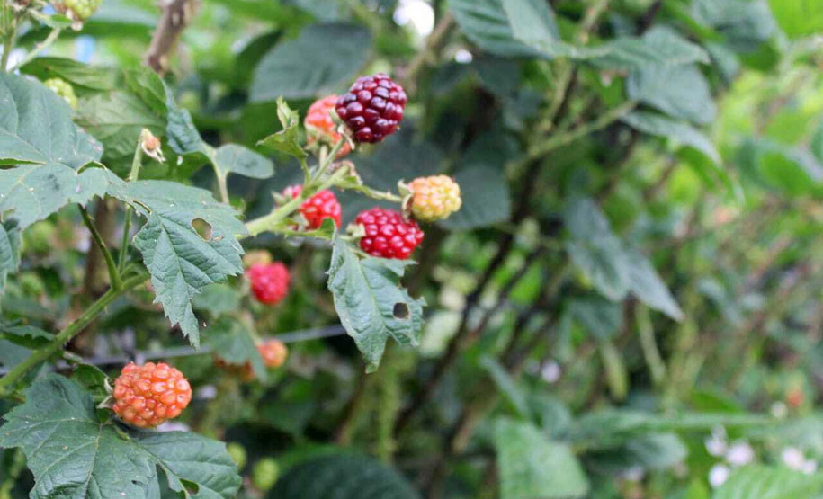 O investimento em pesquisa, em assistência técnica e extensão rural está colaborando para tornar a Lapa referência na fruticultura. A Estação Experimental do Instituto de Desenvolvimento Rural do Paraná Iapar-Emater (IDR-Paraná) no município alia tecnologia a boas práticas, e agora busca fortalecer o laço com outras cidades para incentivar a produção regional.Foto: Gisele Barão/SEAB