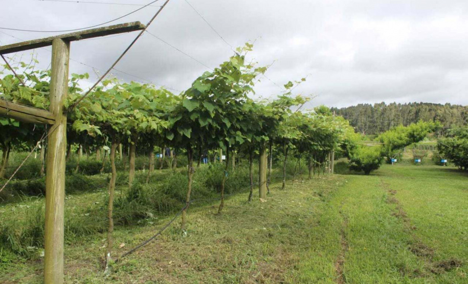 O investimento em pesquisa, em assistência técnica e extensão rural está colaborando para tornar a Lapa referência na fruticultura. A Estação Experimental do Instituto de Desenvolvimento Rural do Paraná Iapar-Emater (IDR-Paraná) no município alia tecnologia a boas práticas, e agora busca fortalecer o laço com outras cidades para incentivar a produção regional.Foto: Gisele Barão/SEAB